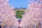 Full bloom of the cherry tree-lined Kamakura of the approach Wakamiya Oji