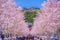 Full bloom of the cherry tree-lined Kamakura of the approach Wakamiya Oji