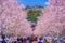 Full bloom of the cherry tree-lined Kamakura of the approach Wakamiya Oji