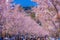 Full bloom of the cherry tree-lined Kamakura of the approach Wakamiya Oji