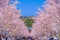 Full bloom of the cherry tree-lined Kamakura of the approach Wakamiya Oji