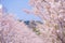 Full bloom of the cherry tree-lined Kamakura of the approach Wakamiya Oji