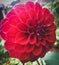 Full bloom dahlia flower closeup