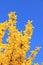 Full bloom forsythia bush at springtime, against blue sky