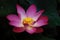 Full bloom lotus