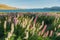 Full bloom Lupin flower over Tekapo lake side with mountain background