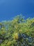 Full Bloom  Mesquite Tree  Yellow Fuzzy Blooming Flower Blossoms  Blue Sky Nature  Scene  Plant Foliage  Photography