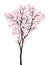 Full bloom pink sakura tree Cherry blossom black wood isolated on white, treetop flower