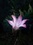 Full bloom pink and white lily single flower