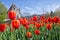 Full bloom red tulips in front Chateau Laurier in Ottawa, Ontar