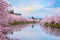 Full bloom Sakura - Cherry Blossom at Hirosaki park, Japan