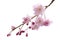 Full bloom sakura flower tree isolated Cherry blossom