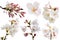 Full bloom sakura flower tree isolated with clipping path