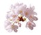 Full bloom sakura flower tree isolated with clipping path