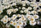 Full bloom Shasta daisies in mid summer