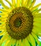 Full bloom sunflower with close up of complete disc florets