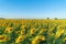 Full bloom sunflower field in travel holidays vacation trip outdoors at natural garden park at noon in summer in Lopburi province
