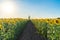 Full bloom sunflower field in travel holidays vacation trip outdoors at natural garden park at noon in summer in Lopburi province