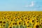 Full bloom sunflower field in travel holidays vacation trip outdoors at natural garden park at noon in summer in Lopburi province