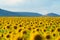 Full bloom sunflower field in travel holidays vacation trip outdoors at natural garden park at noon in summer in Lopburi province