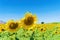 Full bloom sunflower field in travel holidays vacation trip outdoors at natural garden park at noon in summer in Lopburi province