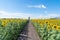 Full bloom sunflower field in travel holidays vacation trip outdoors at natural garden park at noon in summer in Lopburi province