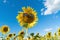 Full bloom sunflower with sunglasses in field in travel holidays vacation trip outdoors at natural garden park at noon in summer