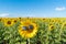 Full bloom sunflower with sunglasses in field in travel holidays vacation trip outdoors at natural garden park at noon in summer