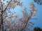 Full bloom sweet pink sakura branches and green tree with blue sky background on sunshine day