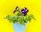 Full bloom  white shaded blue Petunia, Solanales, a delicate flower, bush petunias- yellow background. Flower bed. The cultivation