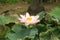 Full bloomed lotus flower