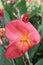 Full Bloomed Pink Canna Flower