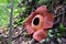 Full-bloomed Rafflesia arnoldii flower in Bengkulu forest