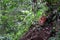 Full-bloomed Rafflesia arnoldii flower in Bengkulu forest