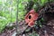 Full-bloomed Rafflesia arnoldii flower in Bengkulu forest