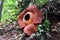 Full-bloomed Rafflesia arnoldii flower in Bengkulu forest