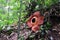 Full-bloomed Rafflesia arnoldii flower in Bengkulu forest