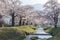 Full blooming cherry blossom trees or Sakura trees along the banks at Kannoji River,Japan.