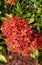 Full blooming Ixora Maui hedge