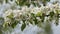 Full Blooming Of Pear Flowers