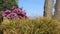 Full Blooming Of Purple Rhododendron And Leaves