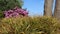 Full Blooming Of Purple Rhododendron And Leaves