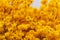 Full blooming of Tabebuia yellow flowers