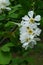 Full blossoming decorative spring white flowers of asian origin in botanical garden