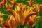 Full blossoming yellow tulip flowers with red stripes on petals, hybrid Orange Emperor during spring season