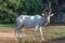 Full body of addax white antelop looking directly