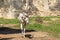 Full body of addax white antelope walking