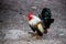 Full body of adult pygmy rooster on the farm