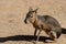 Full body of adult sitting Patagonian mara Dolichotis patagonum