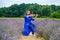 Full body adult woman violinist playing violin and sitting on lavender field